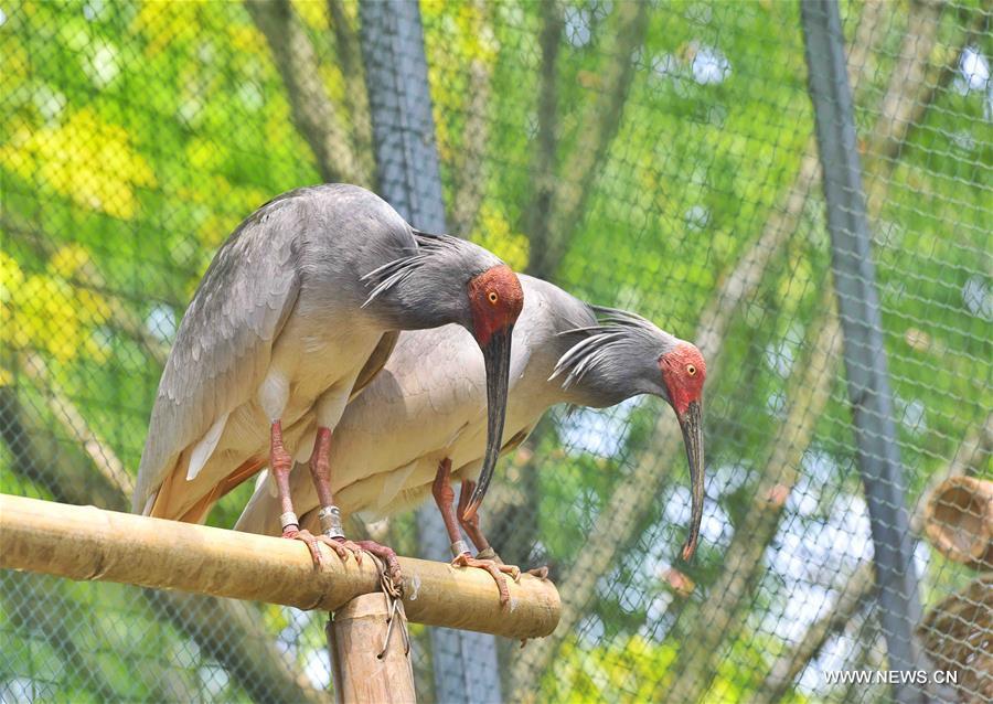 Two crested ibis chicks hatched in SW China breeding center(1/8)