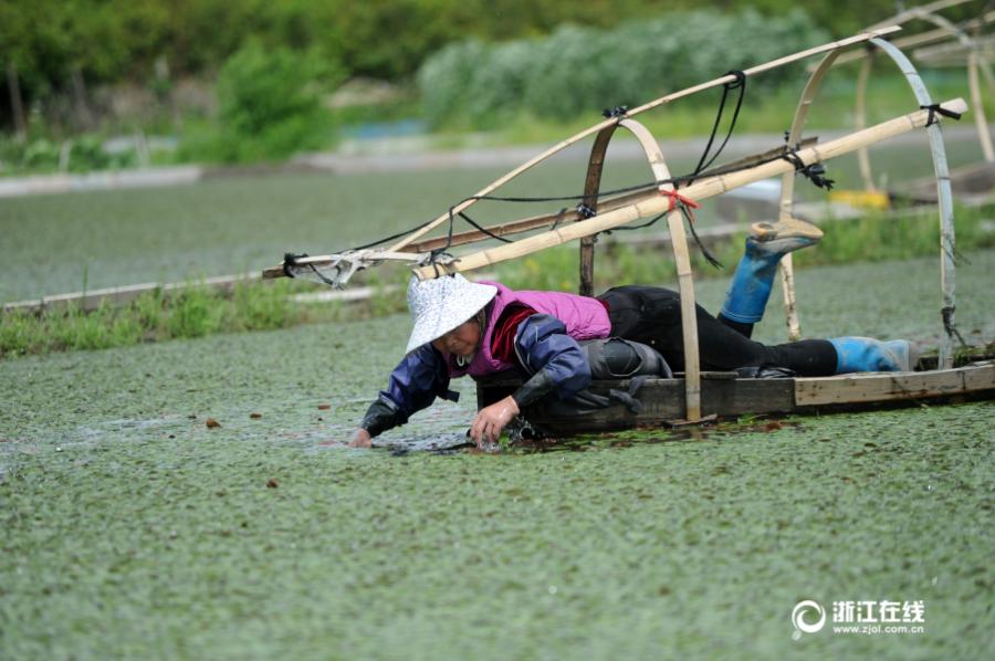 10-hr work: Picking water shields in West Lake(1/5)