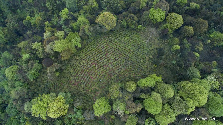 Organic tea gardens developed among forests of Emei mountain(1/11)
