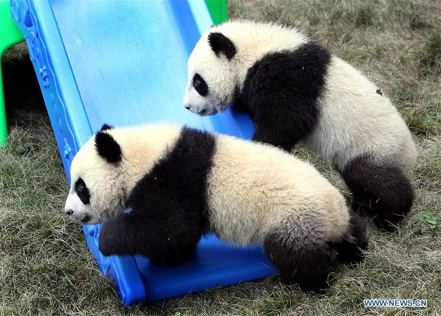 Pigeon pair giant panda cubs named