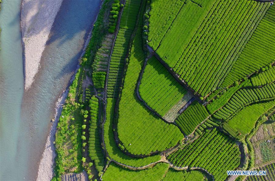 Aerial view of tea gardens in Hubei(1/6)