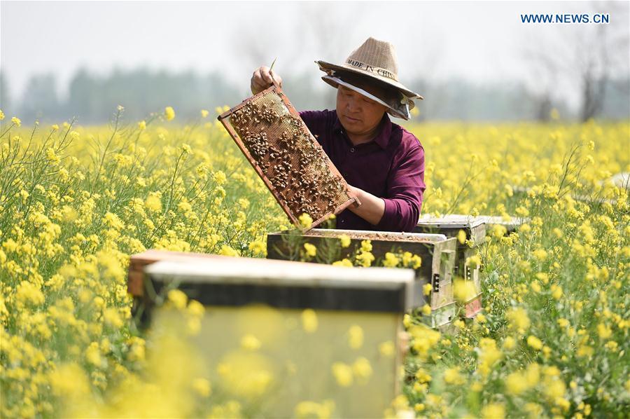 Beekeepers collect honey in cole flower field(1/3)