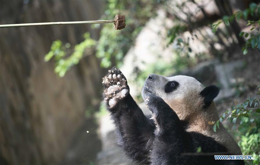 China, Denmark agree to jointly conduct 15-year giant panda research(1/10)