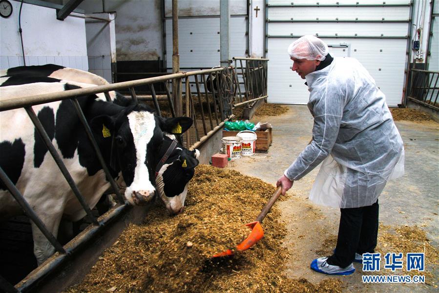 Polish dairy farmer wants to tap Chinese market(1/5)
