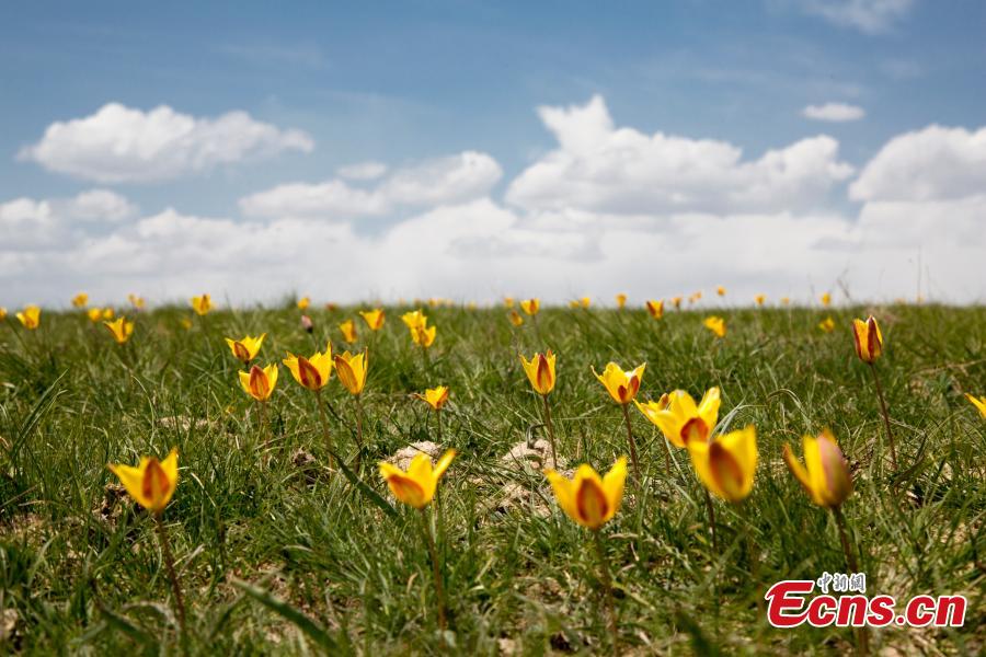 Wild tulips in Xinjiang attract tourists(1/4)