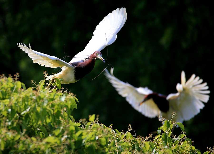 Egrets make a lively scene around Mount Huangshan(1/4)