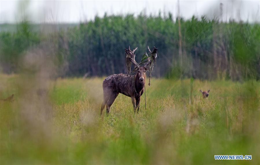 Milu deer seen in state nature reserve of Hunan(1/6)