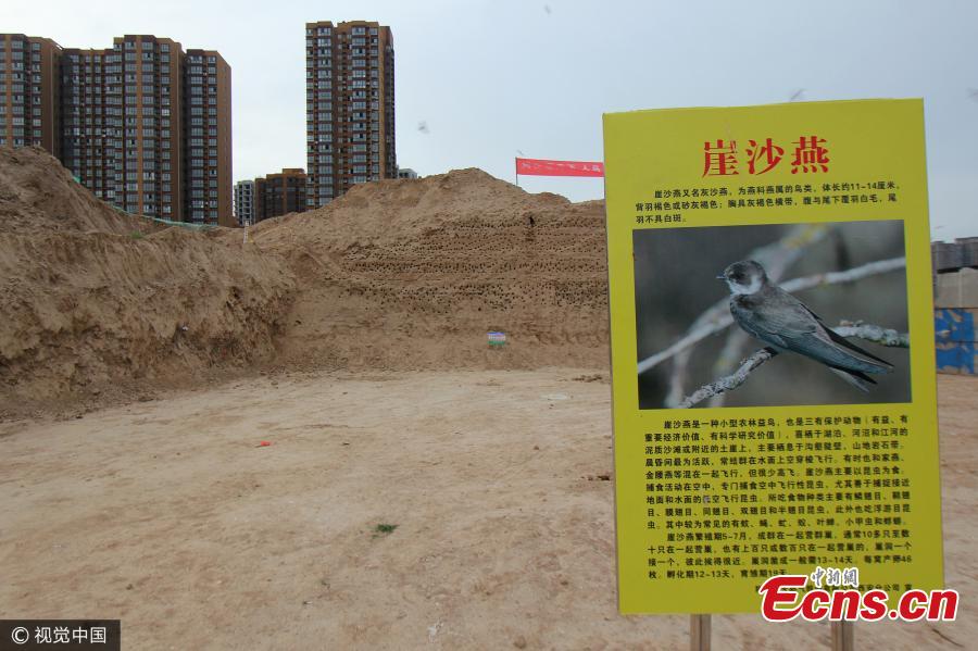 Xi'an protects swallow nests at construction site(1/4)