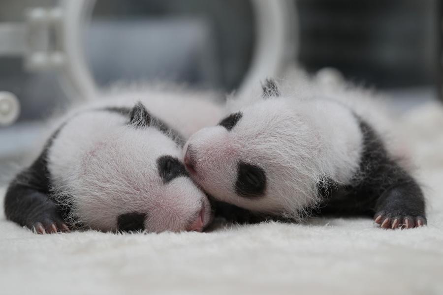 Captive panda twins meet visitors(1/8)