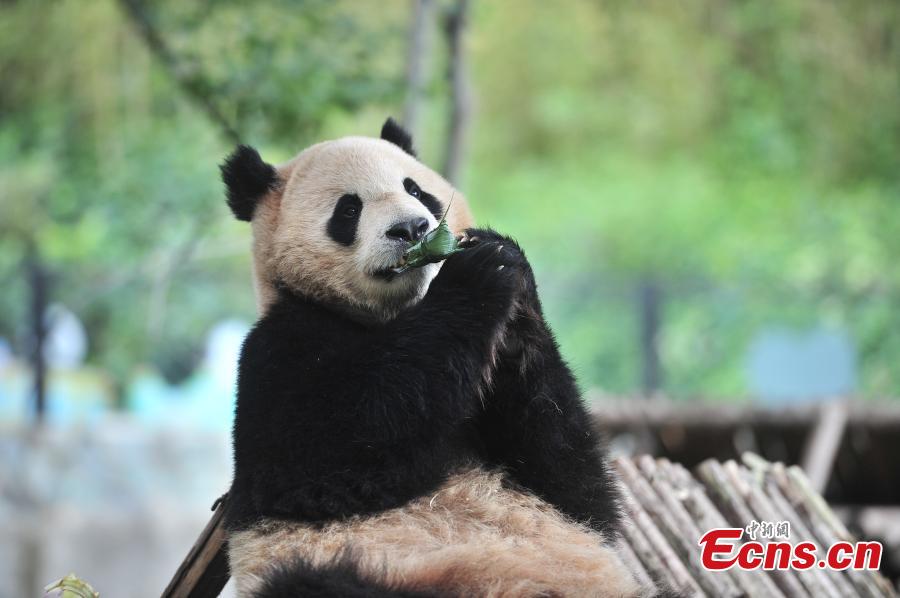 Special zongzi offered to animals for Dragon Boat Festival(1/5)