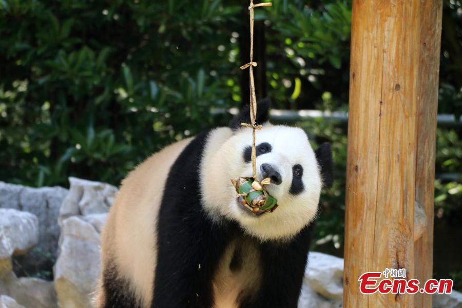 Giant panda enjoys zongzi at zoo in Yangzhou(1/5)