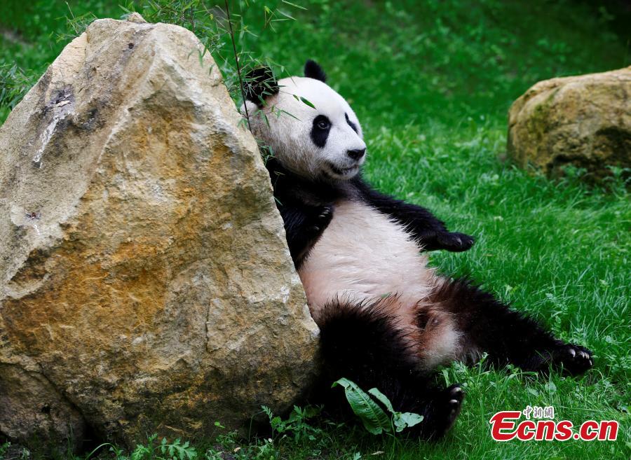 Two giant pandas make debut at Dutch zoo (1/6)