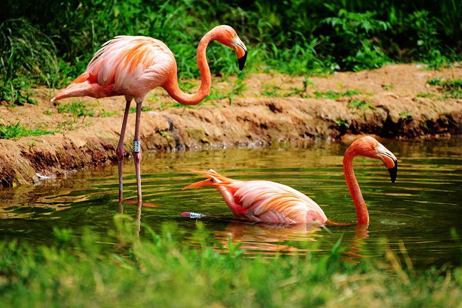 Flamingos enjoy cool summertime in Qingdao(1/5)