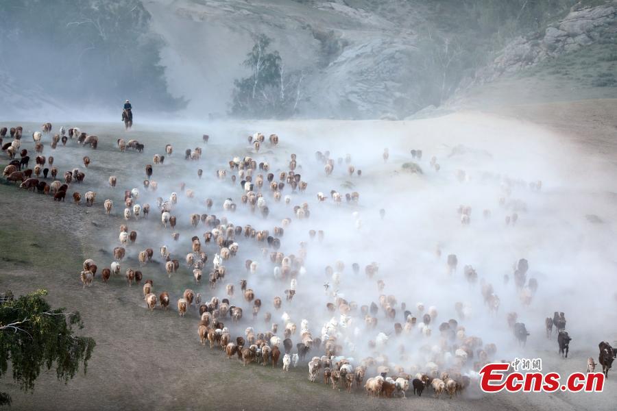 Incredible seasonal livestock migration in Xinjiang(1/3)