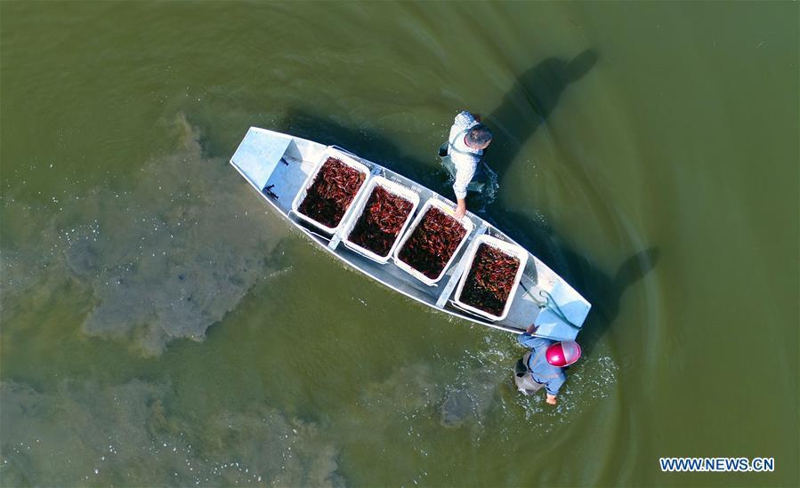 Farmers collect crayfish in Hunan(1/5)
