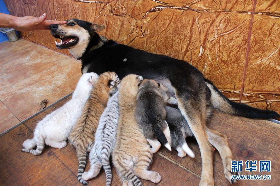 Tiger cubs nursed by dog in Xixiakou Zoo(1/4)