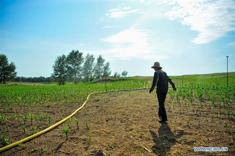 Drought hits farmland in N China's Inner Mongolia(1/6)