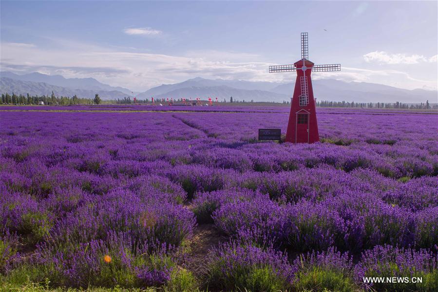 7th int'l lavender tourism festival starts in NW China's Huocheng (1/7)