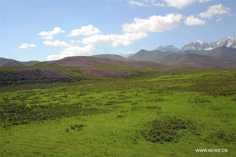 Summer scenery of Qilian Mountains in NW China (1/8)