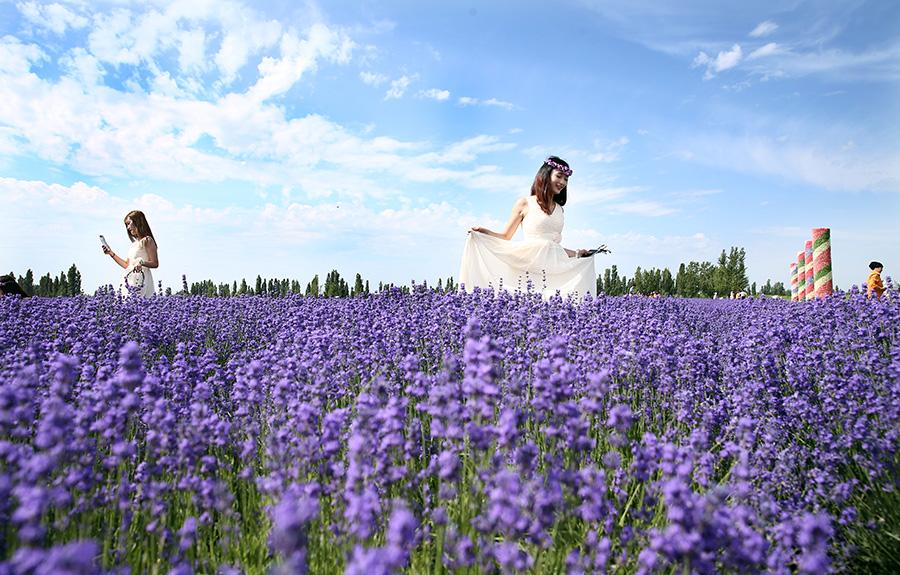 Lavenders bloom at Xinjiang's tourism festival (1/9)