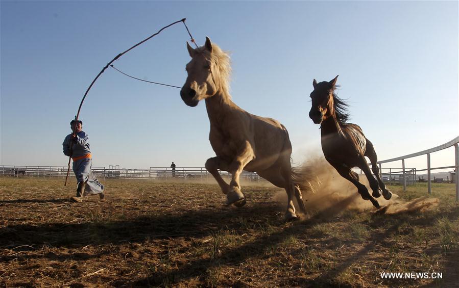 Herdsmen in Inner Mongolia preparing for tourism peak(1/3)