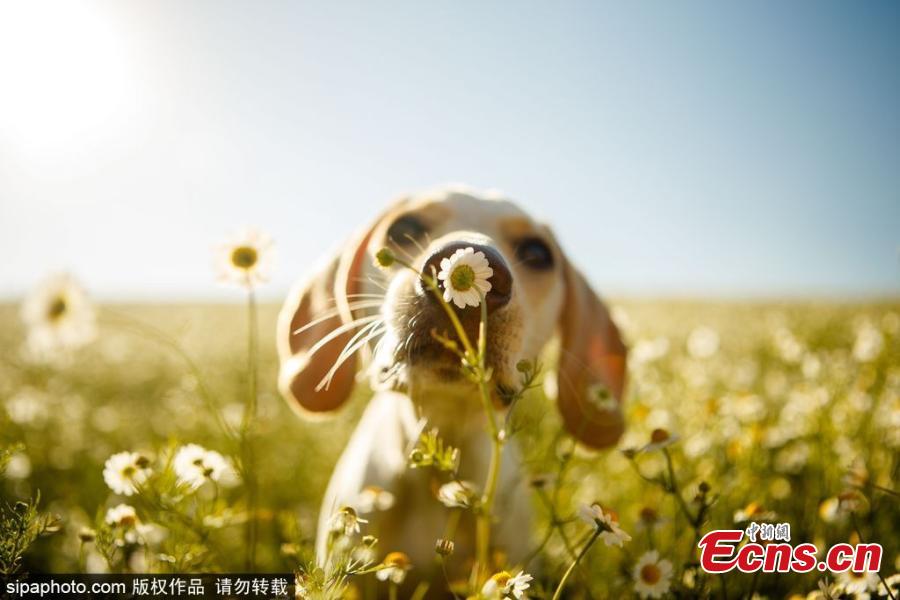 Selection of dog photographer competition in UK(1/7)