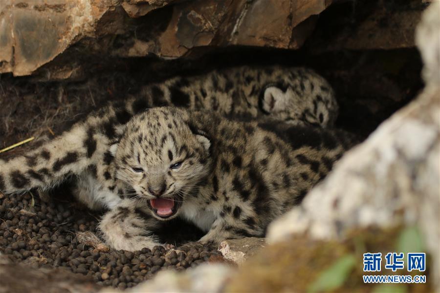 Two snow leopard cubs found in NW China (1/5)