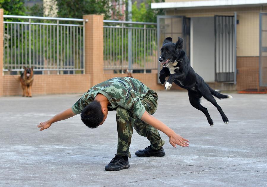 Military working dogs and their handlers(1/18)