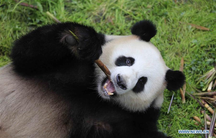 Giant pandas