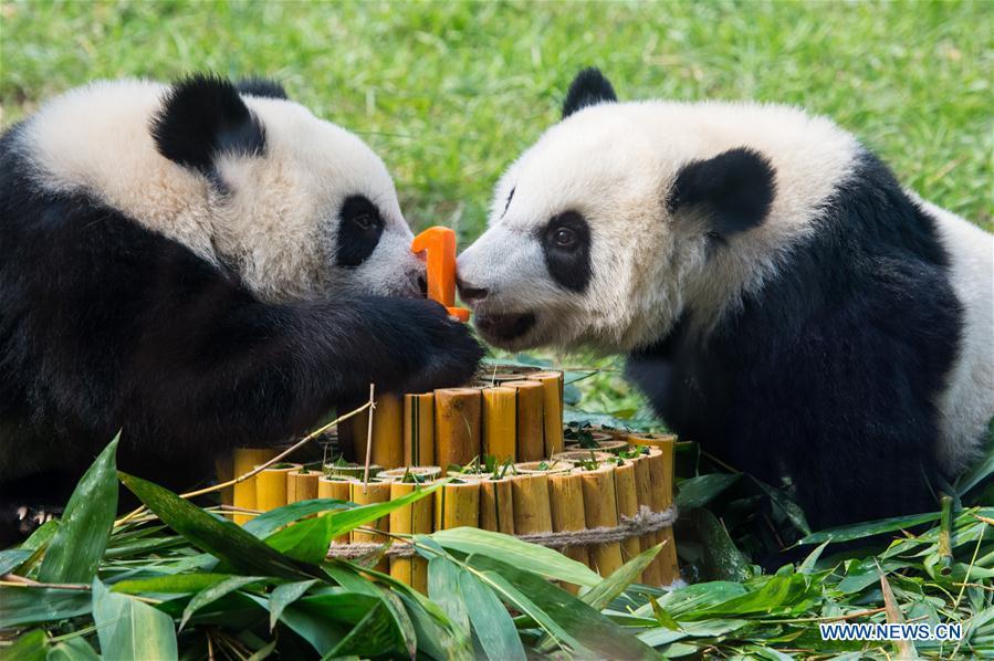 Twin panda cubs celebrate upcoming first birthday in Macao (1/5)