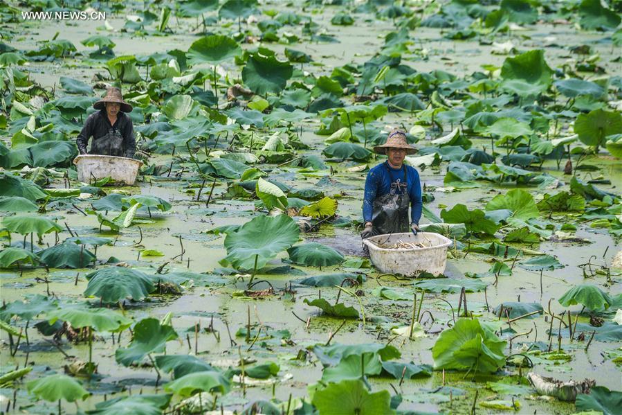 Eco-agriculture improves income for local farmers in Zhejiang(1/6)