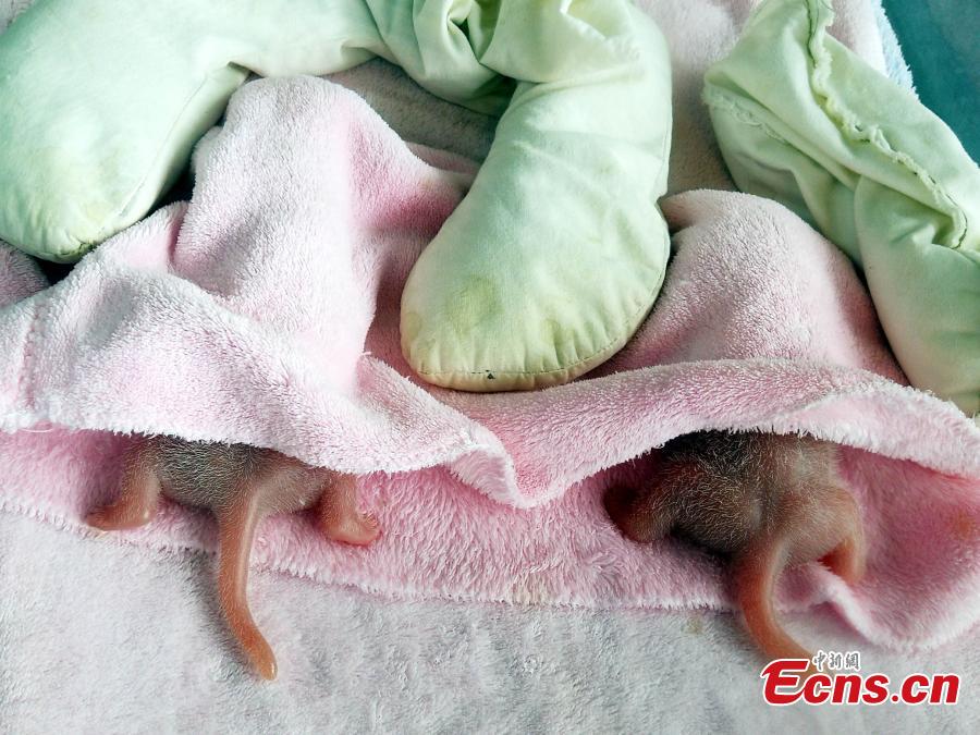 Giant panda in Chengdu gives birth to first pigeon pair of the year (1/4)