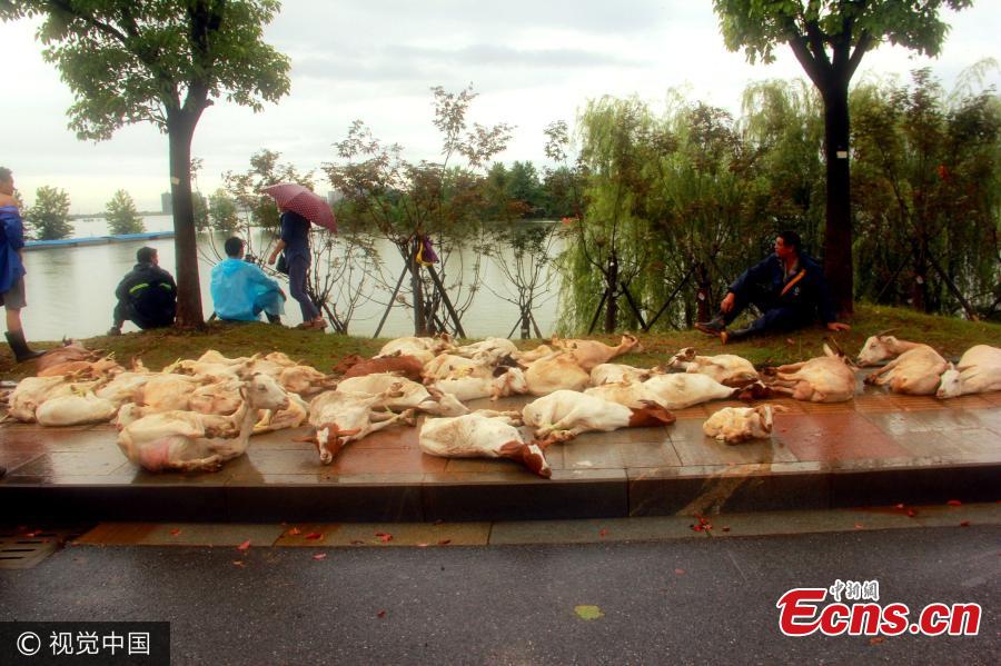 93 goats stranded by floodwater rescued in eastern city(1/3)