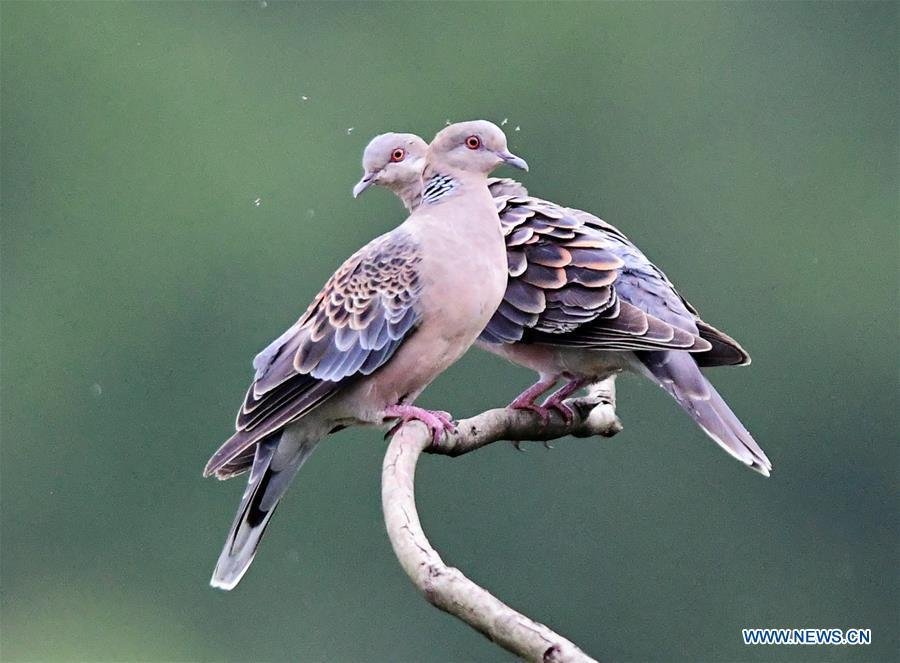 Ecological diversity of birds along Hefei-Fuzhou high speed rail(1/14)