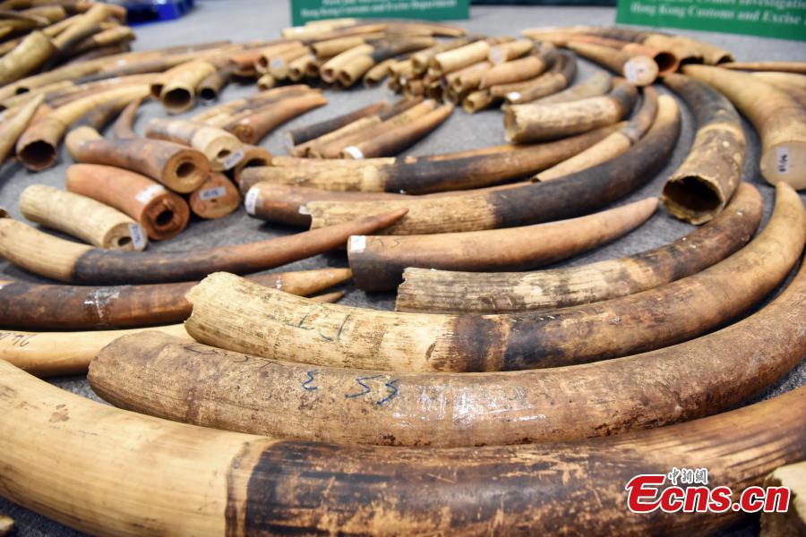 Hong Kong seizes largest ivory haul in 30 years(1/3)