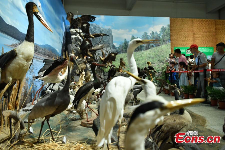 Museum displays 324 rare animal specimens (1/4)