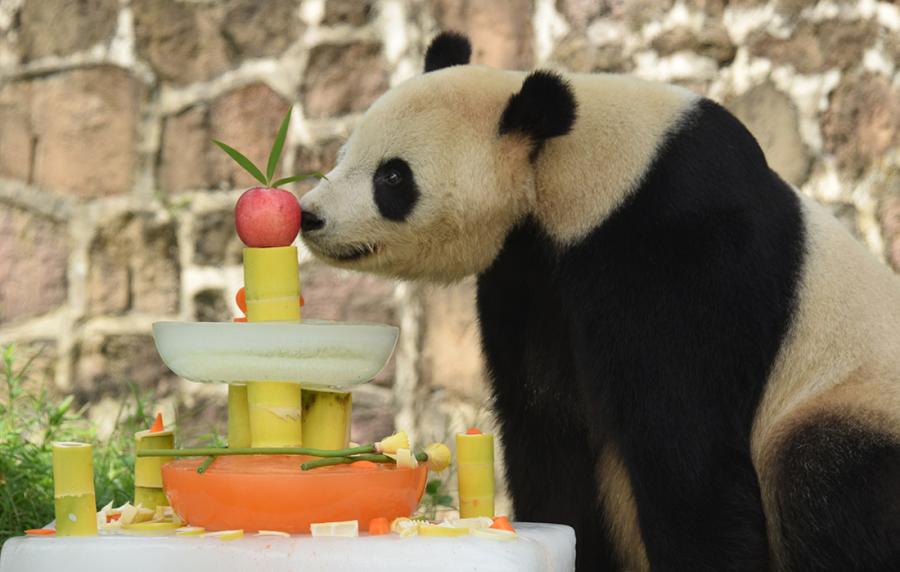 U.S.-born panda Tai Shan celebrates 12th birthday in Sichuan(1/9)