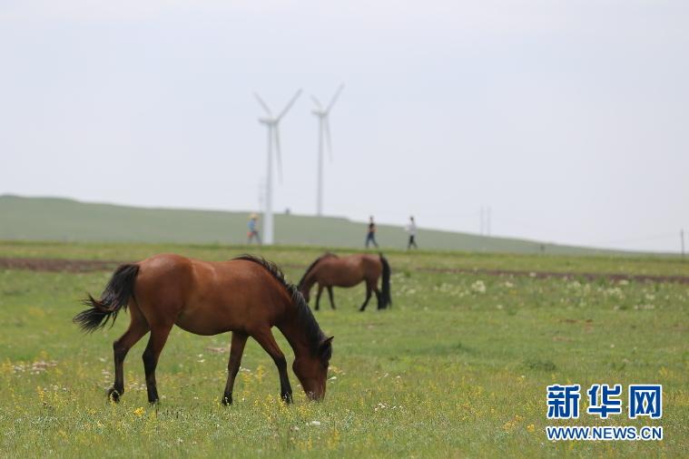 Visitors escape summer heat at Huitengxile Prairie(1/4)