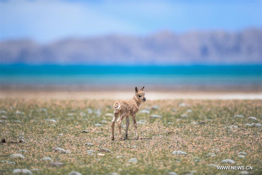 Number of Tibetan antelopes rises to over 200,000 at Changtang in Tibet(1/24)