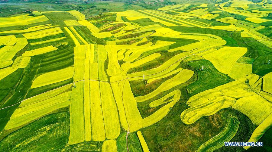 Blooming cole flowers attract tourists in Xinjiang(1/5)