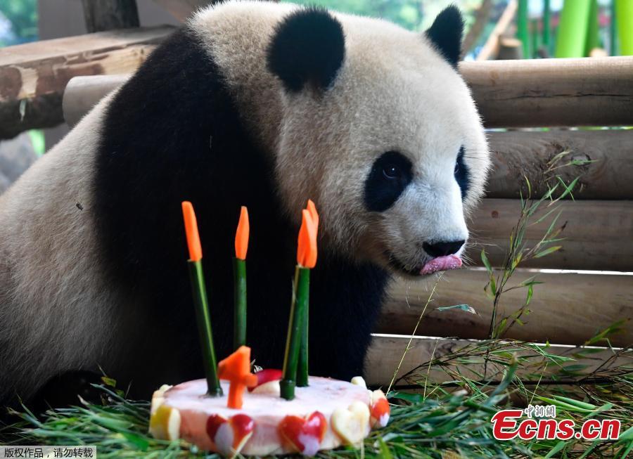 Berlin Zoo celebrates 4th birthday of giant panda Meng Meng(1/4)
