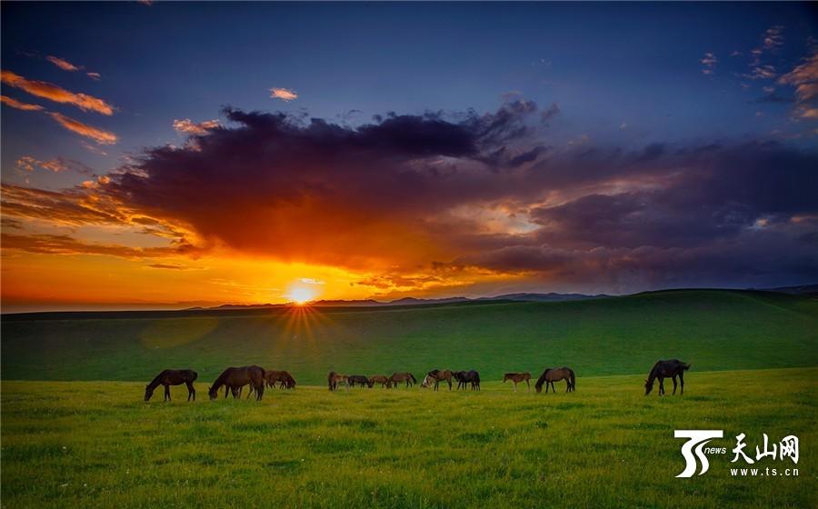 Picturesque summer scenery of Tuohulasu Prairie in Xinjiang (1/8)