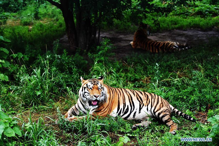Life of Siberian tigers in Siberian Tiger Park(1/6)