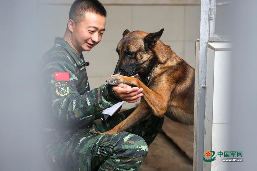 Police dogs train with armed police in Yunnan(1/5)