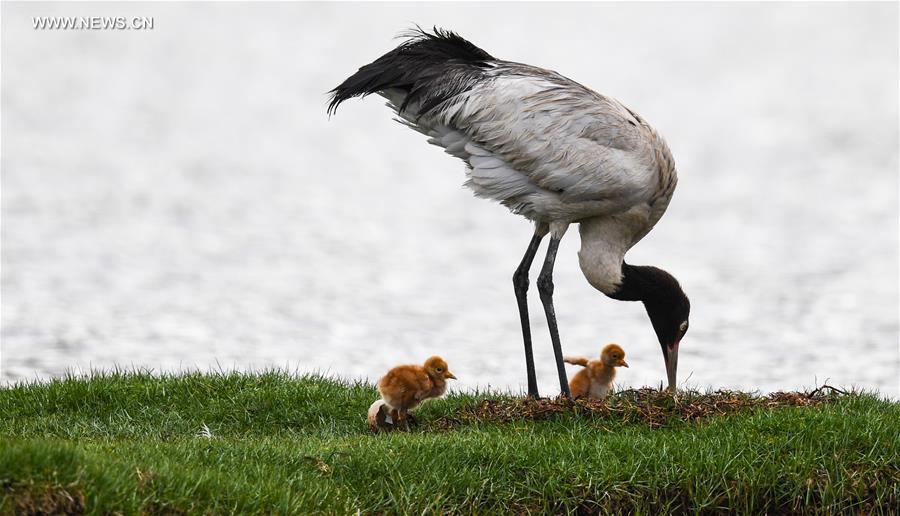 Environment of reserve improved for black-necked cranes in Tibet (1/8)