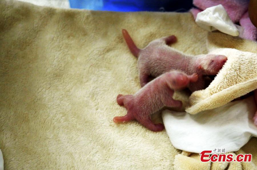 Panda Nini gives birth to twins(1/6)