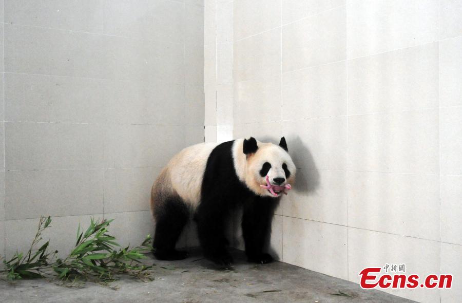 Panda cub born in southwestern breeding base(1/8)
