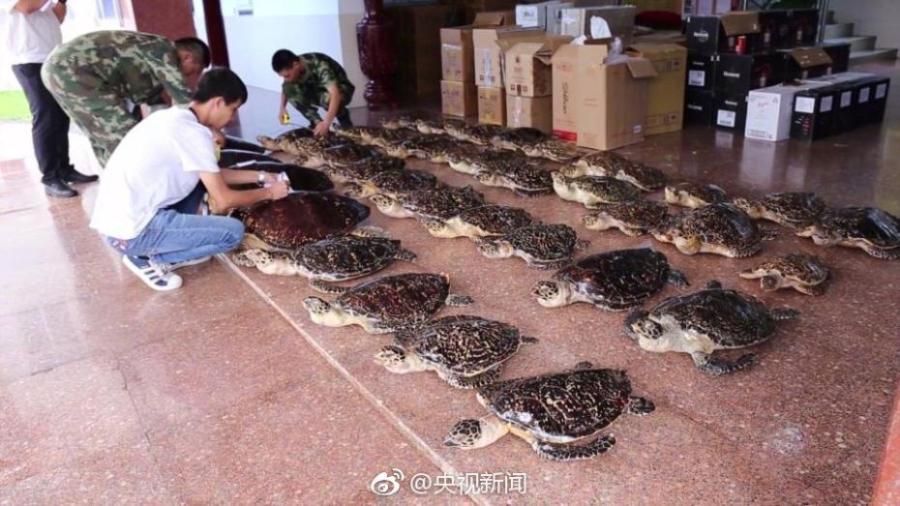 Border soldiers show 38 hawksbill sea turtles found in a check in South China’s Guangxi Zhuang Autonomous Region. The critically endangered sea turtle is often harvested for its beautiful shell. Sources said some of the turtles were killed by hot water. (Photo/Weibo of CCTV)