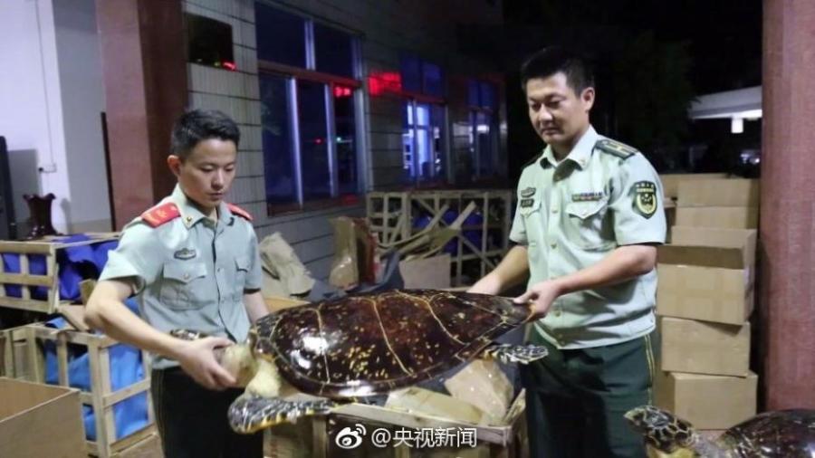Border soldiers show 38 hawksbill sea turtles found in a check in South China’s Guangxi Zhuang Autonomous Region. The critically endangered sea turtle is often harvested for its beautiful shell. Sources said some of the turtles were killed by hot water. (Photo/Weibo of CCTV)