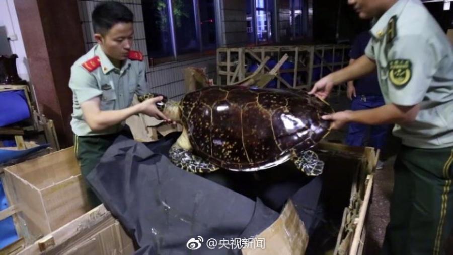 Border soldiers show 38 hawksbill sea turtles found in a check in South China’s Guangxi Zhuang Autonomous Region. The critically endangered sea turtle is often harvested for its beautiful shell. Sources said some of the turtles were killed by hot water. (Photo/Weibo of CCTV)